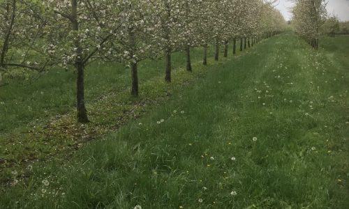 Les anges d’Anglure…….