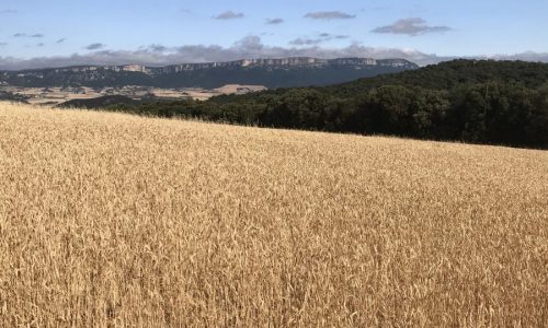 7 juli: Guck mal, die Alten!